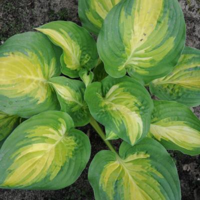 Hosta 'The Right One' Hosta 'The Right One'